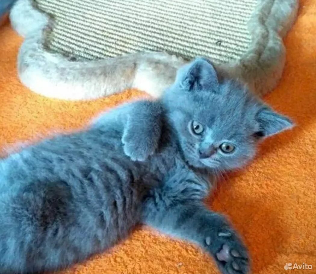Голубой британец котенок. Котенок британца голубого 2 месяца. Котенок голубой британец 1 месяц. Котята британские плюшевые голубые. Рязань котенок в добрые