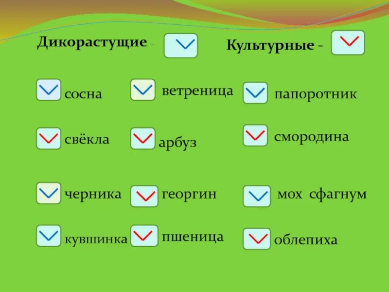 Береза дикорастущее или культурное. Береза дикорастущее или культурное. Береза дикорастущее или культурное. Береза дикорастущее или культурное. Клен дикорастущее растение.