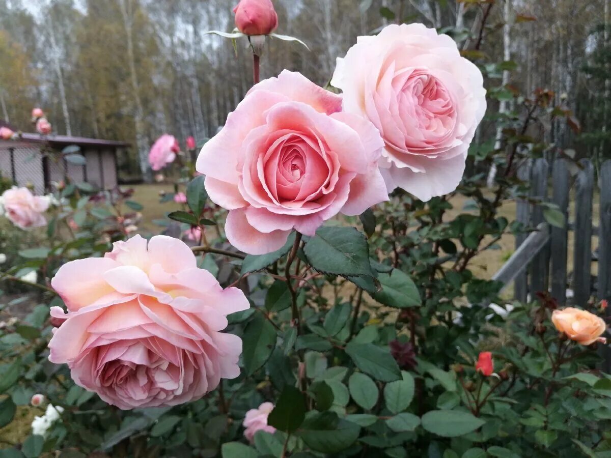 Шропшир лэд. Шропшир лэд. Шропшир лэд. Роза дэвид остин шропшир лэд. Шропшир лэд.