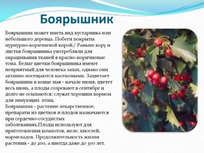 Для чего используется боярышник. Боярышник описание. боярышник лекарственное растение. боярышник описание растения. боярышник картинки с описанием.