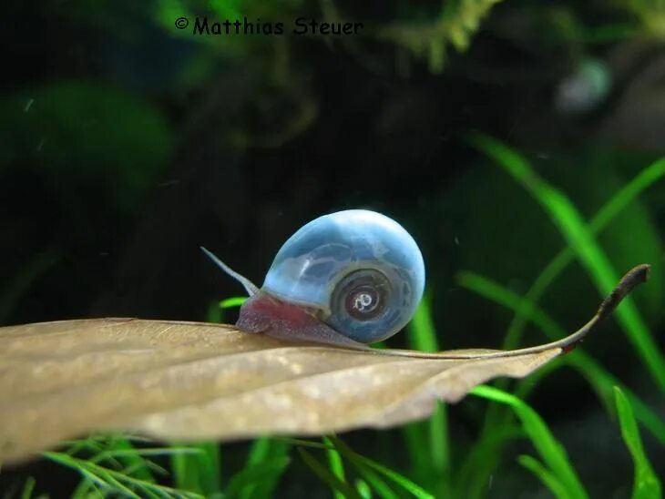 Синяя улитка. Ramshorn Snail улитка катушка. Роговая катушка – Planorbis corneus. Ампулярия голубая. Улитка ампулярия синяя.
