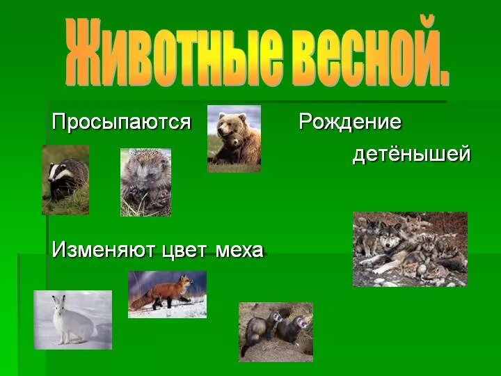 Какие изменения происходят весной в жизни животных. Жизнь животных весной. Дикие животные весной презентация. Животные весной для дошкольников. Какие животные просыпаются весной.