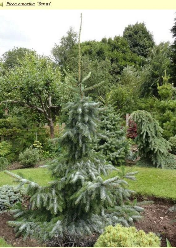 ель колючая томсен. рене декарт. сорта ели которая растет в ширину. Picea cindy. ели рене.