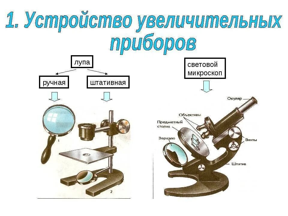 Какое увеличение дает ручная лупа. Штативная лупа 5 класс увеличительные приборы-. Штативная лупа биологий 5. Увеличительные приборы 5 класс биология микроскоп. Биология 5 кл. Увеличительные приборы.