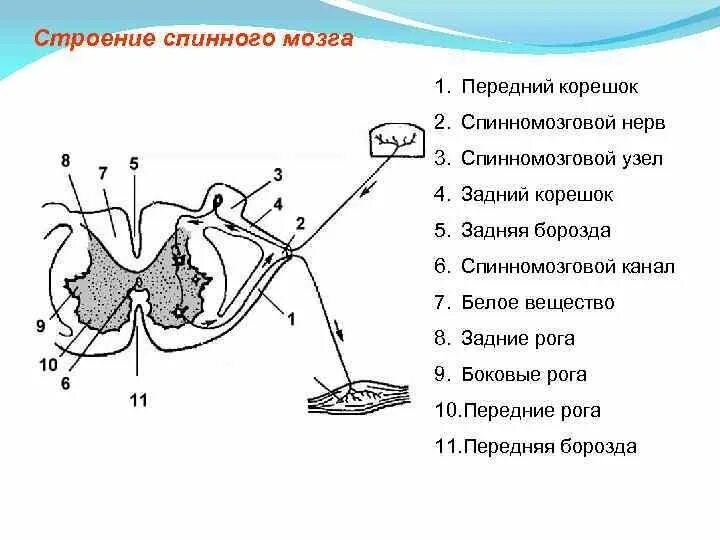 Какие структуры обозначены цифрами 1 7. Структуры на поперечном срезе спинного мозга. схема поперечного разреза спинного мозга. сегмент спинного мозга в разрезе анатомия. спинной мозг строение поперечный срез.