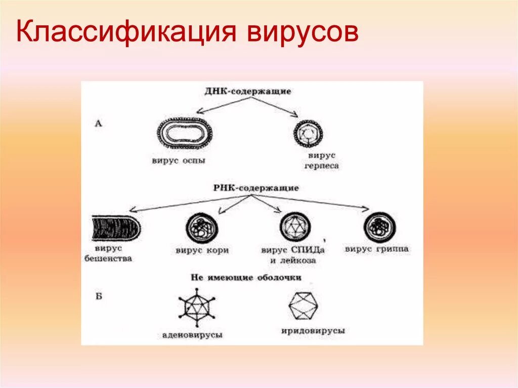Классификация вирусов ДНК И РНК содержащие вирусы. РНК содержащие вирусы классификация. Отличия РНК-содержащих и ДНК- содержащих вирусов.. Вирусы ДНК И РНК содержащие классификация таблица.