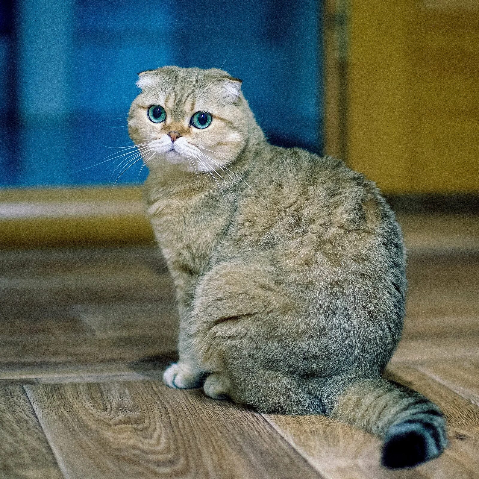 Рассмотрите фотографию кошки породы шотландская вислоухая. Скоттиш-фолд Шотландская вислоухая. Шотландский вислоухий скоттиш. Шатлансковислоухая кошка. Шотландская вислоухая фолд.