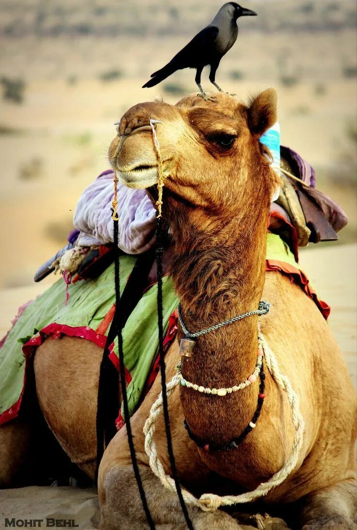 Camel snake. Мехари верблюд. бедуины марокко. верблюд camel. бедуины раджастана.