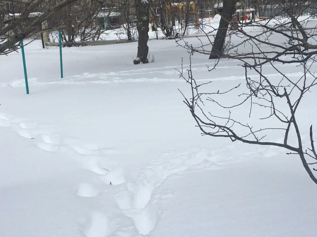 Снег живет предложение. Бровка снега. Измерил сугроб. Снег в Ливане.