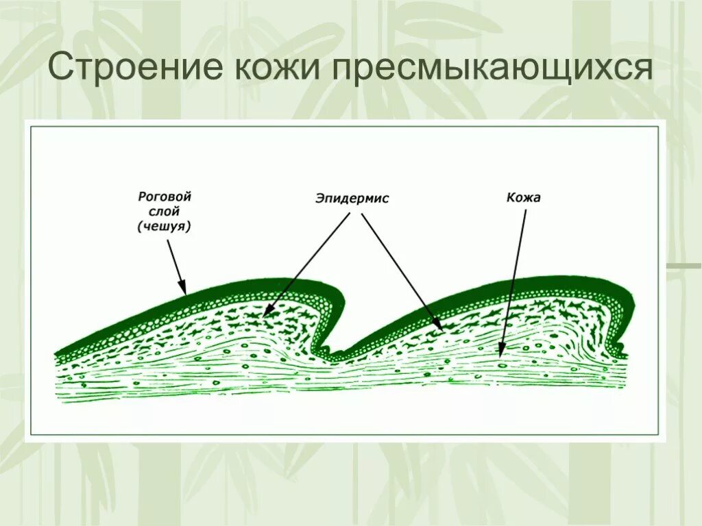 Покров пресмыкающих