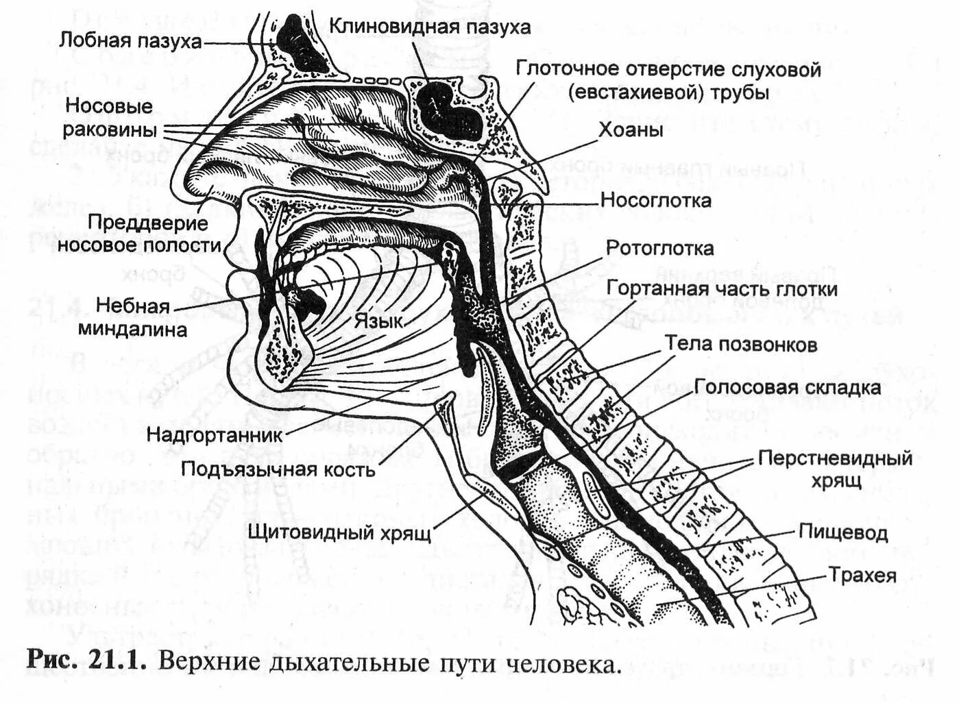 Схема дыхательная система человека дыхательные пути. Органы дыхания схема Верхние дыхательные. Дыхательные пути строение анатомия. Дыхательная система анатомия носовая полость.