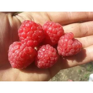 Очень высокая малина