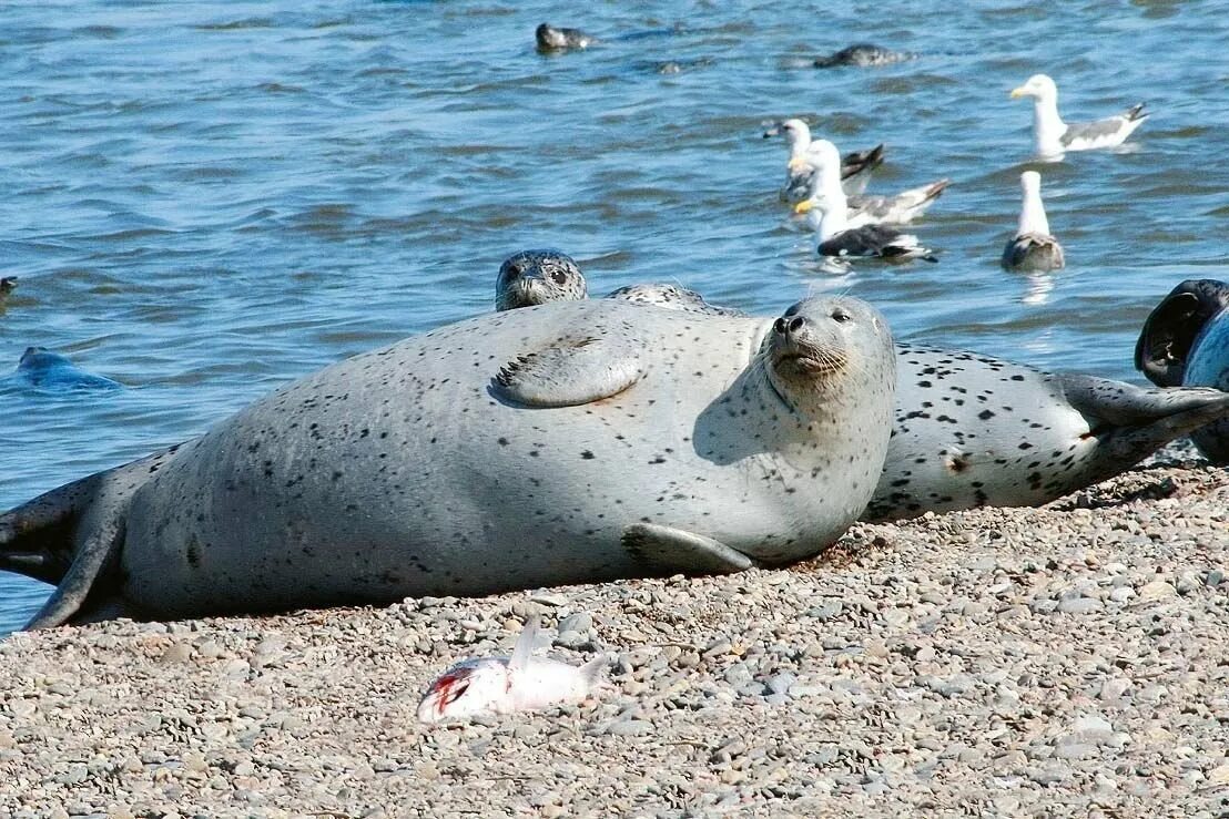 Животные охотского моря. Каспийская кольчатая нерпа. Животные охотского моря. Шантарские острова охотское море. Животные охотского моря.