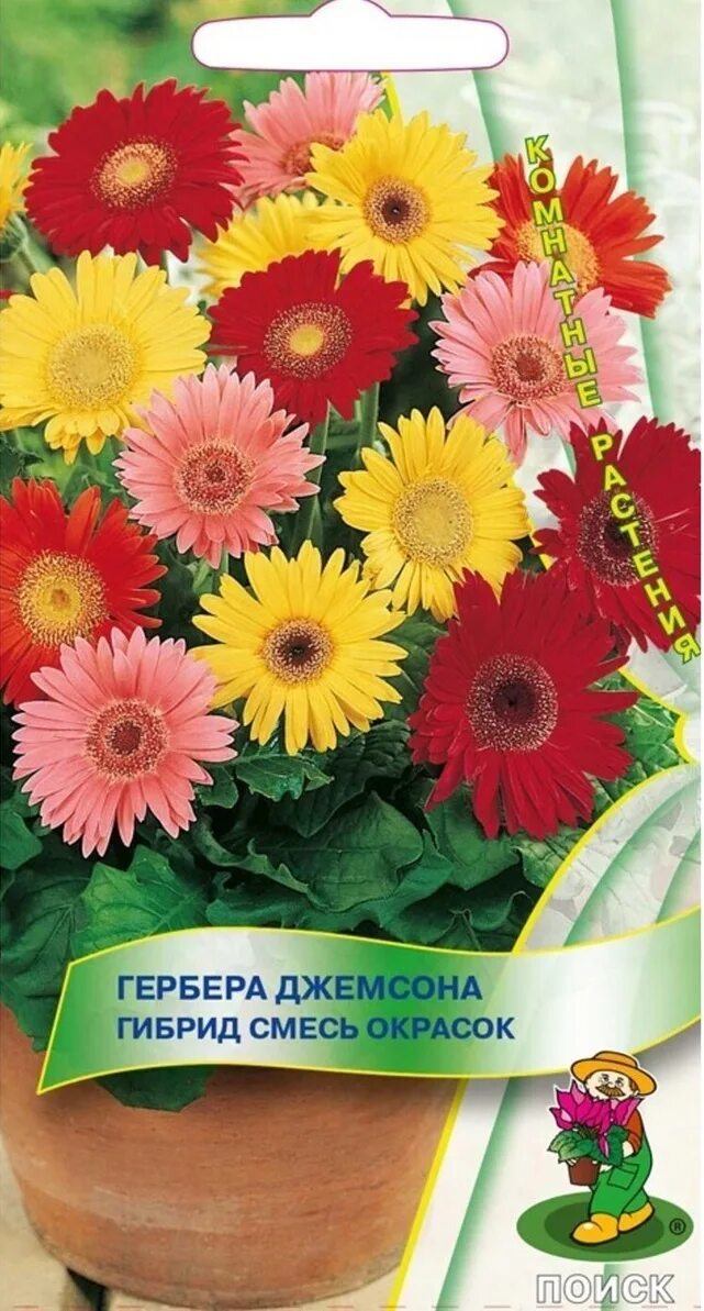 Гербера джемсона. Гербера джемсона смесь. Семена гербера джемсона. Семена герберы джемсона. Семена гербера джемсона.