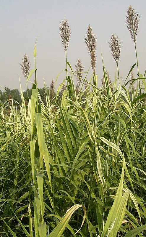 Злаки виды названия. Arundo Donax. Арундо тростниковый. Тростник гигантский (Arundo Donax). Злак арундо.