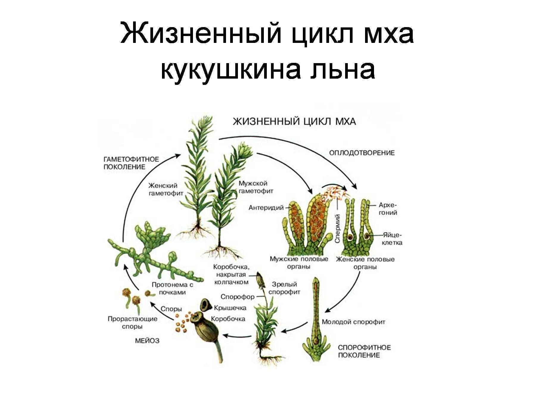 Жизненный цикл мха Кукушкин лен схема. Жизненный цикл кукушкиногольга. Жизненнцикл Кукушкин лен мох. Этапы жизненного цикла мха Кукушкин лен.