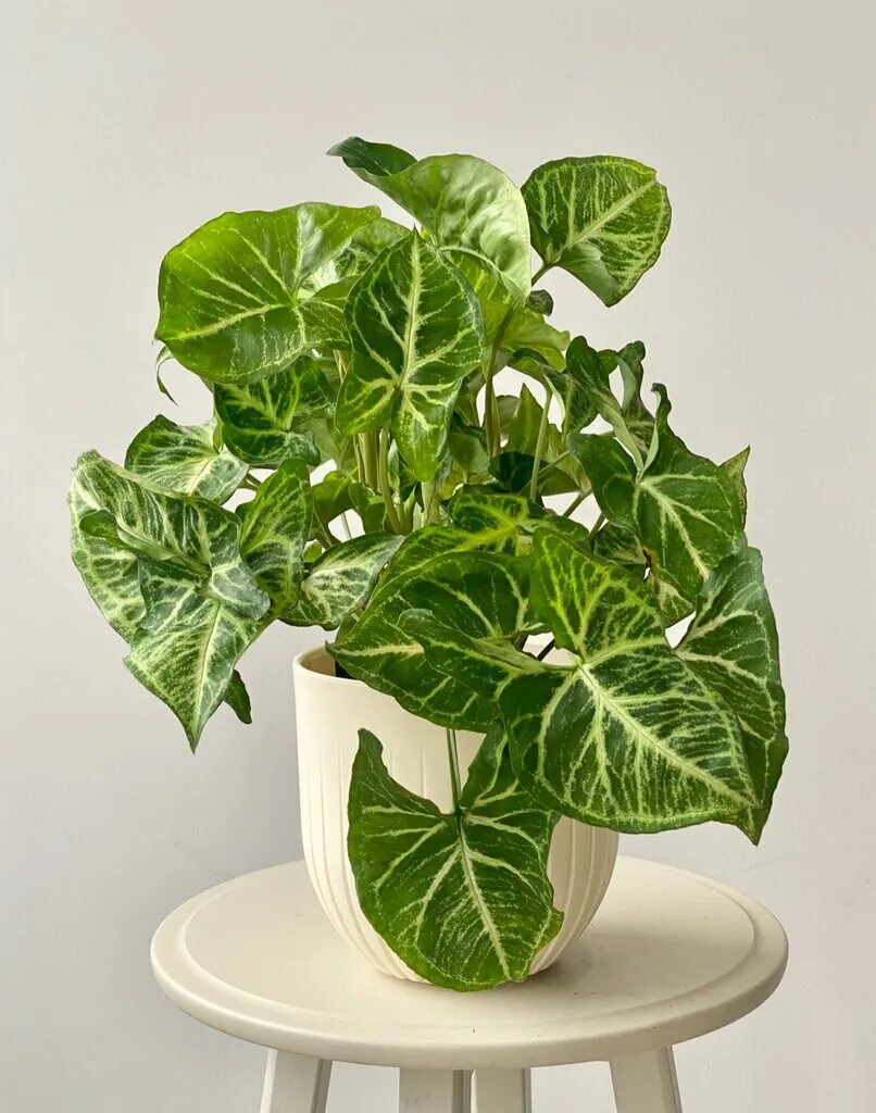 Syngonium podophyllum (African Evergreen, American Evergreen, Arrow-Head Vine, A