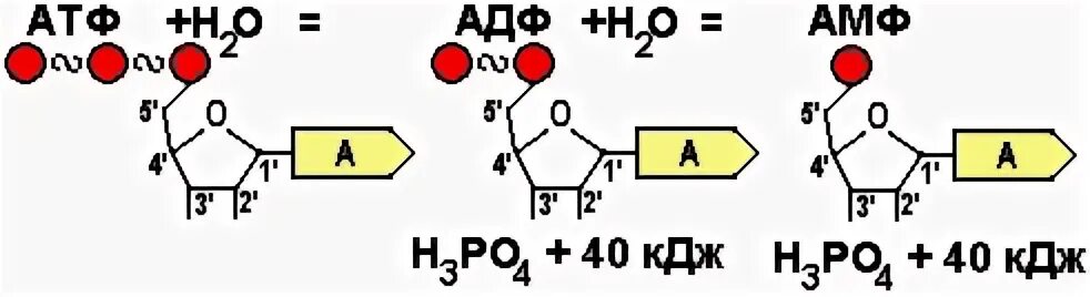 Схема превращения АТФ В АДФ. Гидролиз макроэргических связей молекулы АТФ.