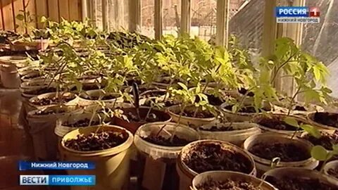 Сад огород апрель 2024