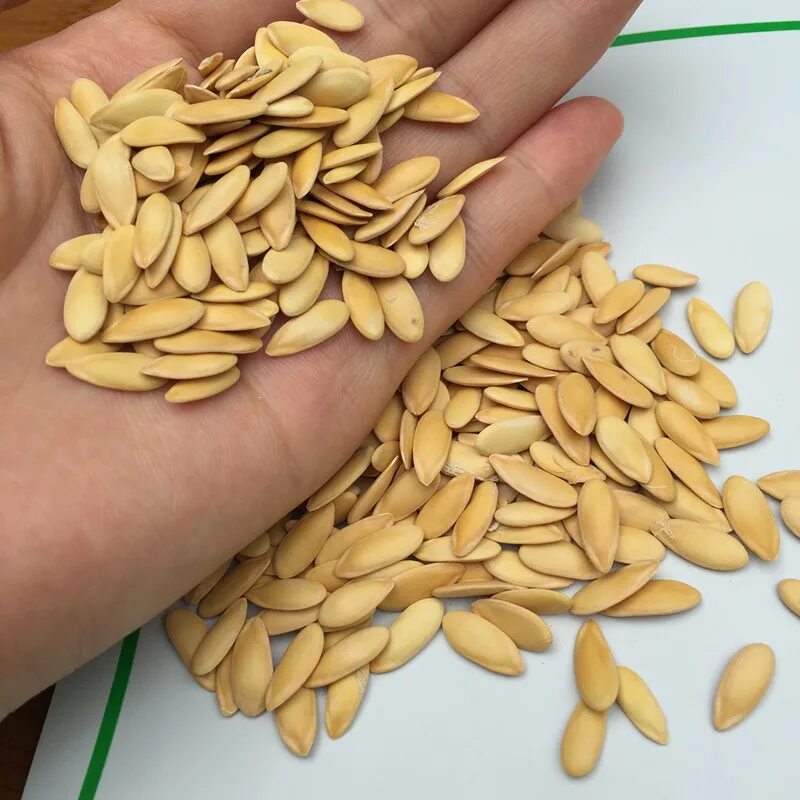 дыня голди f1. семена дыни. дынная семечка. семена дыни. косточка дыни.