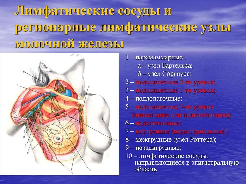 Операция лимфатические узлы. Лимфоузлы молочной железы анатомия. Лимфатический узел Бартельса. Топография лимфатического узла Зоргиуса. Лимфатический узел Бартельса располагается.