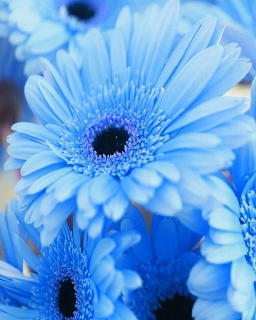 Выполнен в голубом цвете голубой. Голубые цветы. Голубой цвет. Цветы голубого цвета. Цветы синего и голубого цвета.