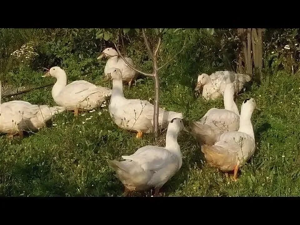 Как вывести мулардов. Ночлег для мулардов. содержание мулардов.