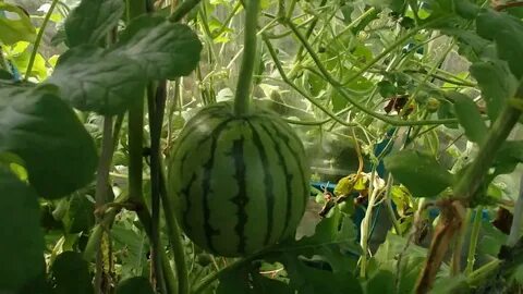 Поле для арбузов и дынь сканворд