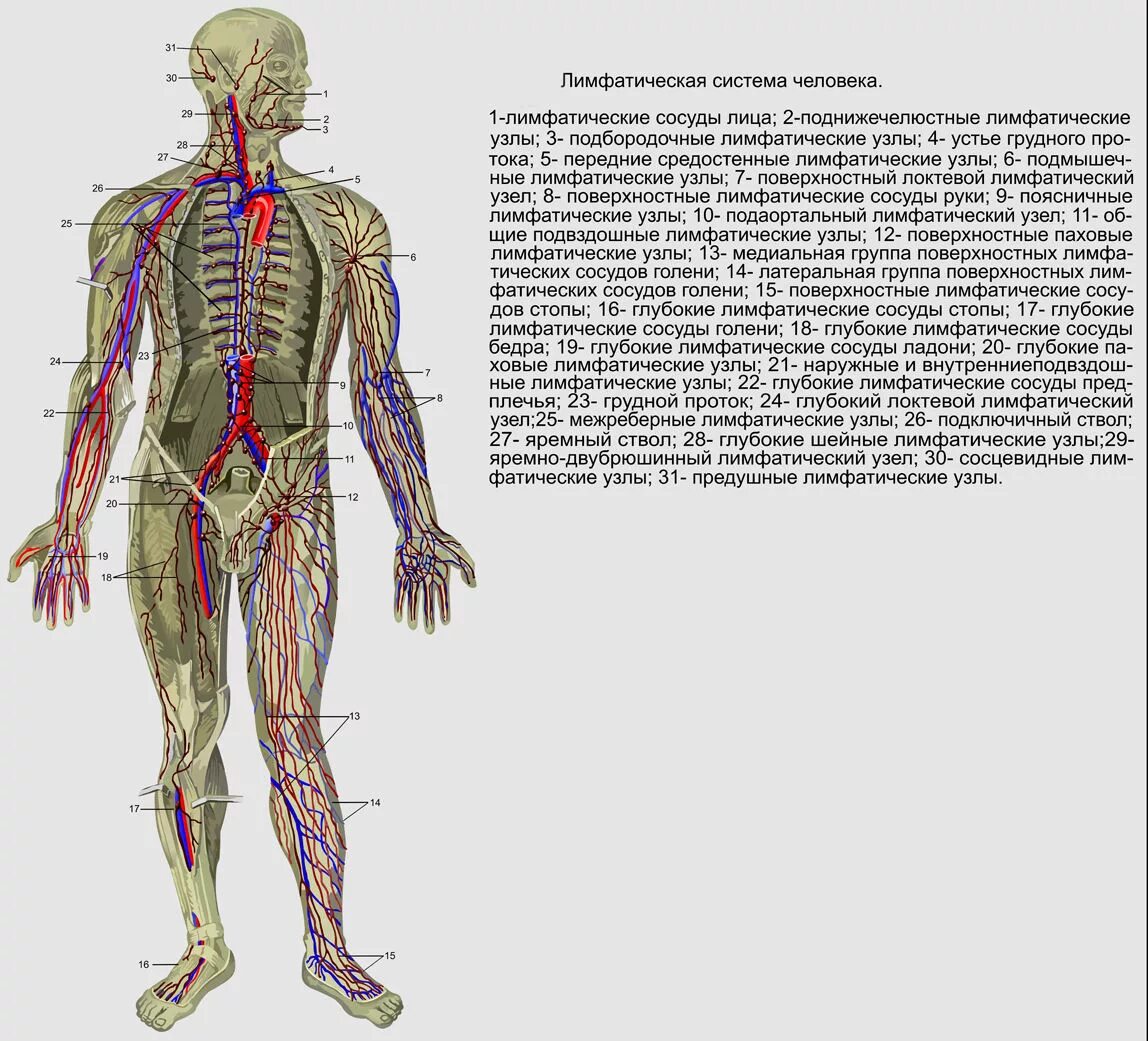 структура лимфатической системы схема. строение лимфатической системы рисунок. строение лимфатической системы человека. лимфатическая система человека рис 61. строение лимфатической системы рисунок.