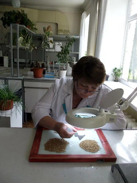 Лабораторные исследования зерна. Лабораторные исследования зерна