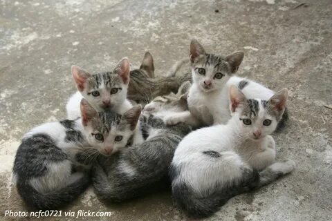 The cat five kittens