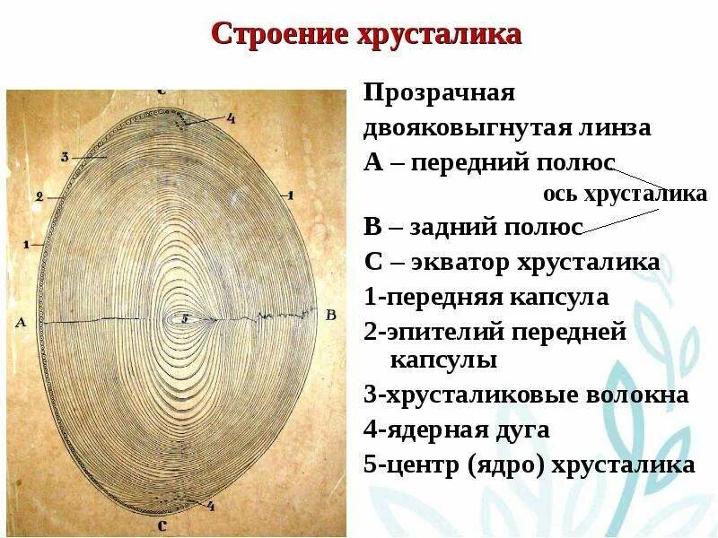 Функции хрусталика 8 класс. Схема строения хрусталика. передний полюс хрусталика. задний полюс хрусталика. передний полюс и задний полюс.