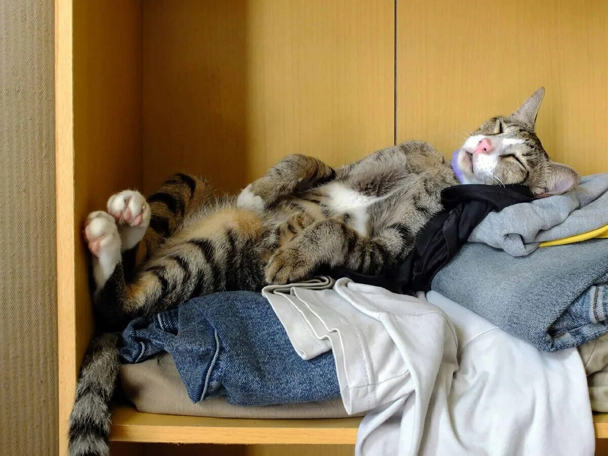 Вещи моего кота