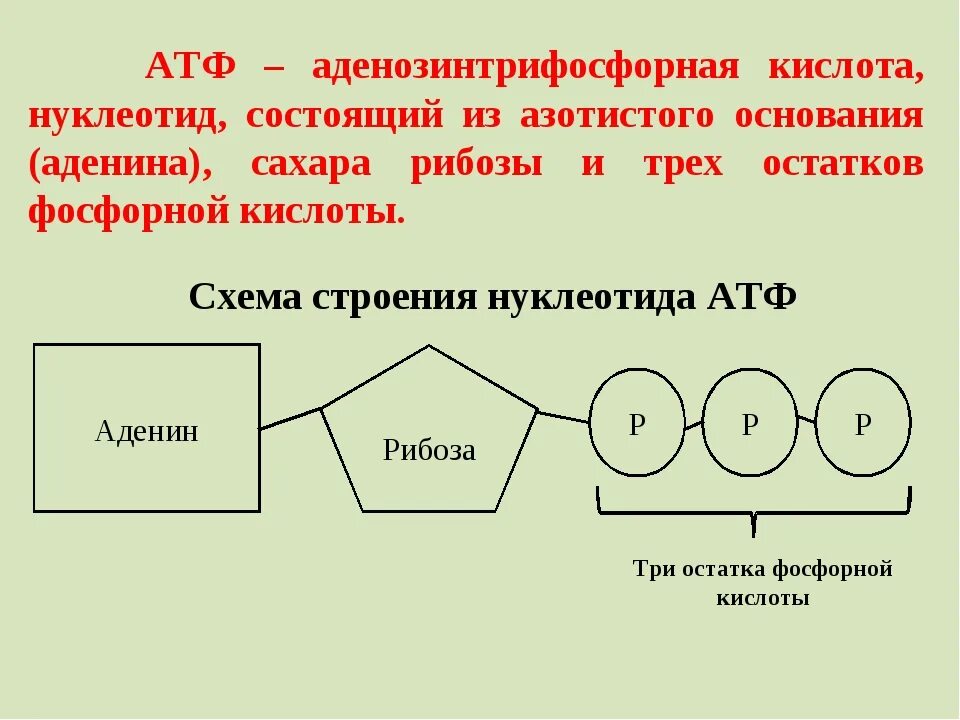 Функции атф. Строение молекулы АТФ биология. Структура молекулы АТФ. Строение нуклеотида АТФ. Строение молекулы АТФ.