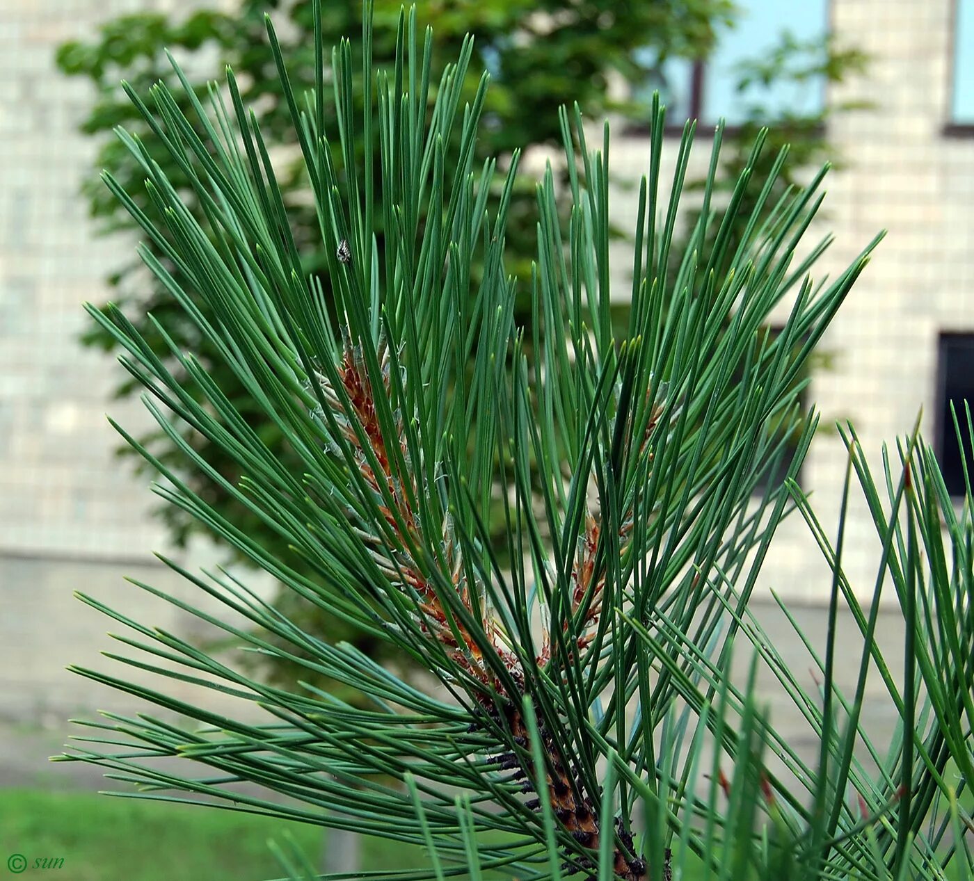 Pinus pallasiana. Сосна Крымская хвоинки. Сосна Палласа Крымская Pinus pallasiana шишки. Сосна Крымская, Палласова. Сосновые порядок хвойные