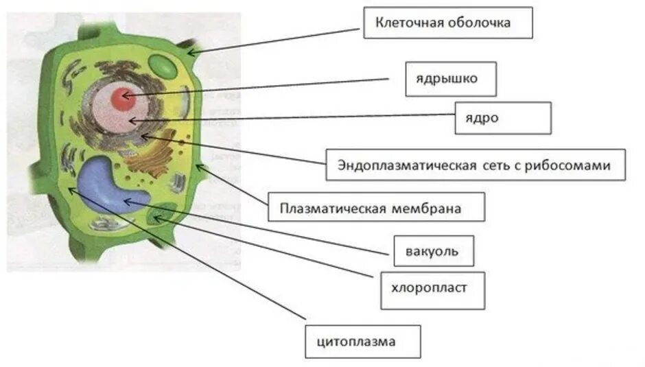 Строение растительной клетки 7 класс биология. Строение животной и растительной клетки 7 класс биология. Схема строения растительной клетки 9 класс. Рисунок растительной клетки 5 класс биология. Органоиды растительной клетки впр