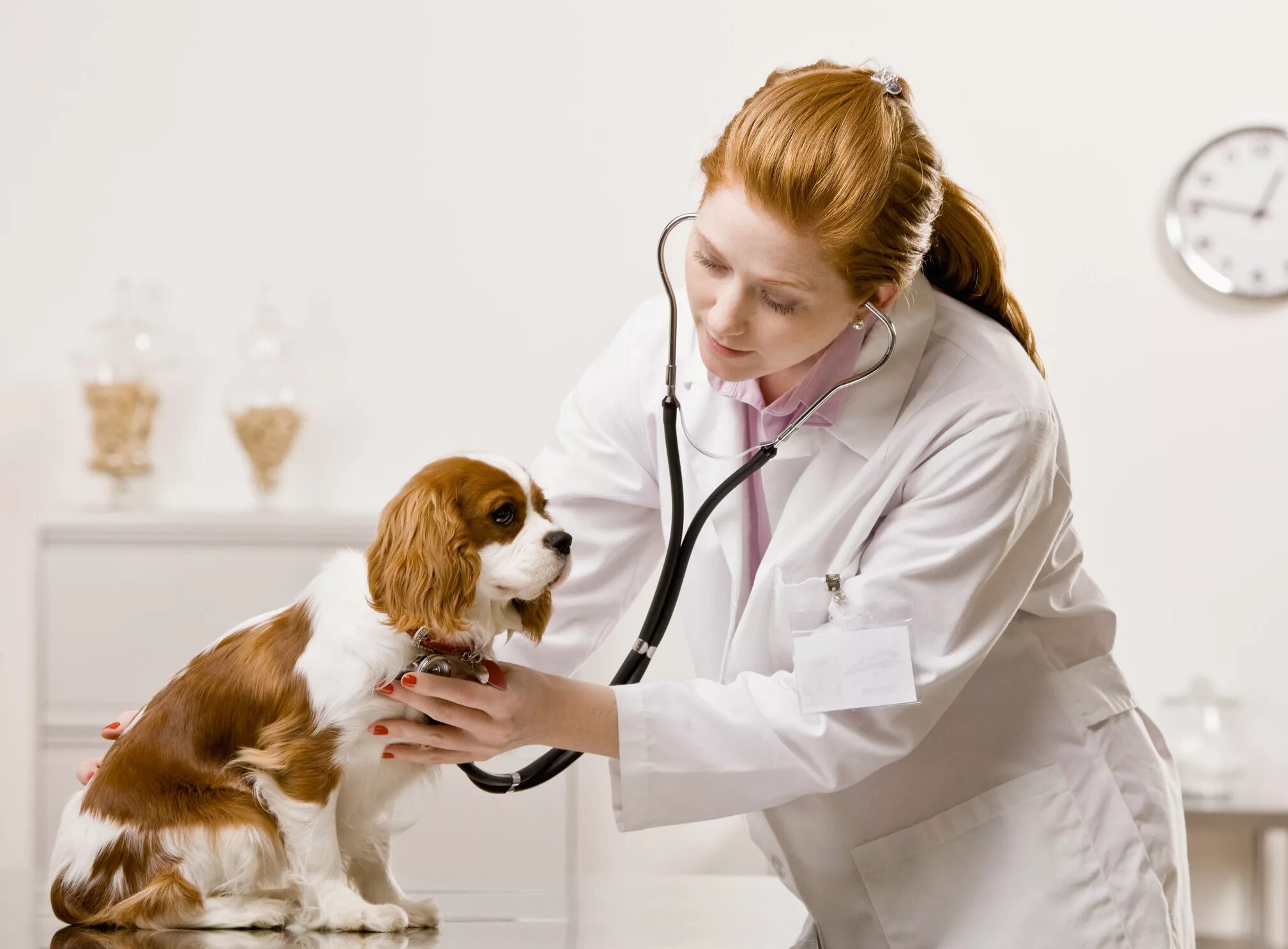 Dr pets. Ветеринар. Собака врач. Терапия домашних животных. Собака Ветеринария.