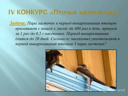 Текст на тему животных