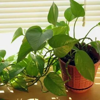 Lower plants