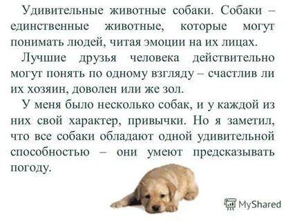 Понимают ли животные речь