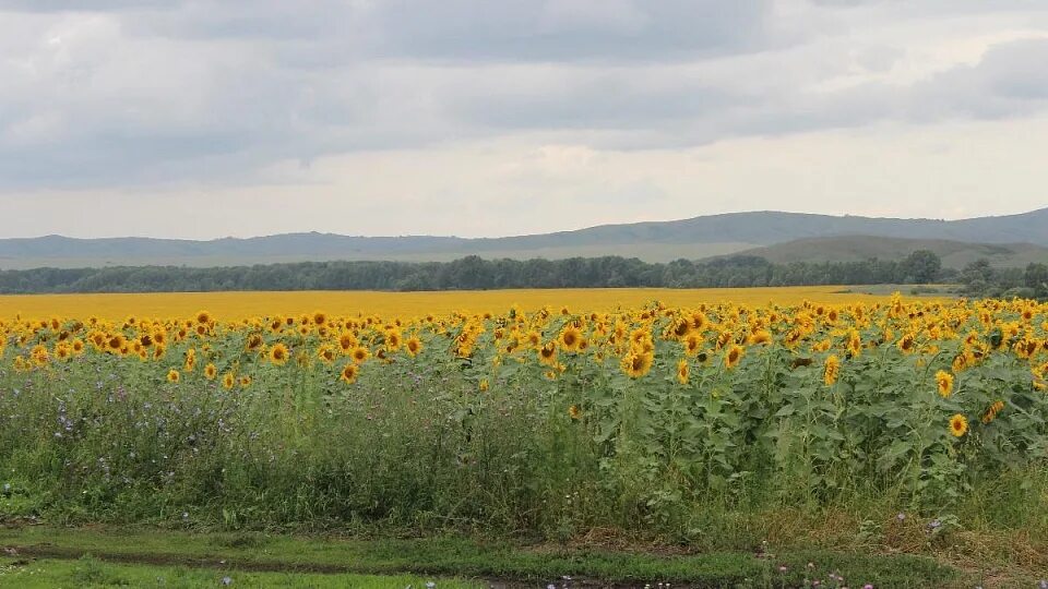ес саванна гибрид подсолнечника. сибагроцентр рубцовск. Clearfield подсолнечник. семена подсолнечника clearfield. сорт алтай подсолнечник.