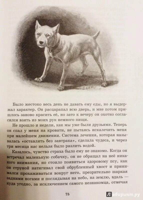 Сетон Томпсон «снап, история бультерьера». Рассказ снап Сетон. Сетон Томпсон иллюстрации к рассказам.