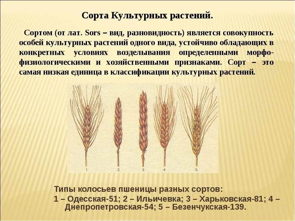 Особенности ячменя. Различные сорта пшеницы. Мягкие сорта пшеницы. Современные сорта пшеницы. Виды Колоса пшеницы.