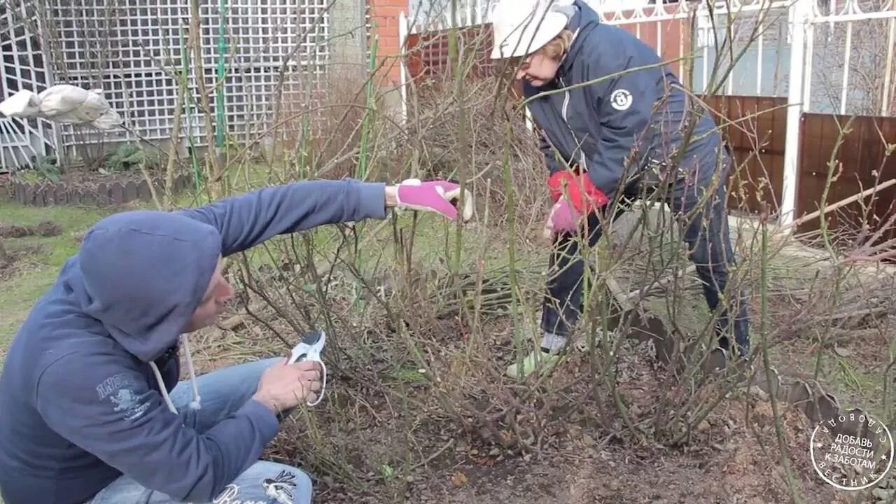 Форум вестник садовода алексеем степановым