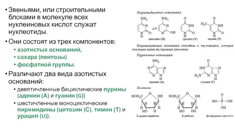 Функции нуклеиновых кислот углеводов. Пуриновые азотистые основания нуклеиновых кислот. Фосфатные группы нуклеиновых кислот. Структура пентоз и азотистых оснований.. Пентозы нуклеиновых кислот.