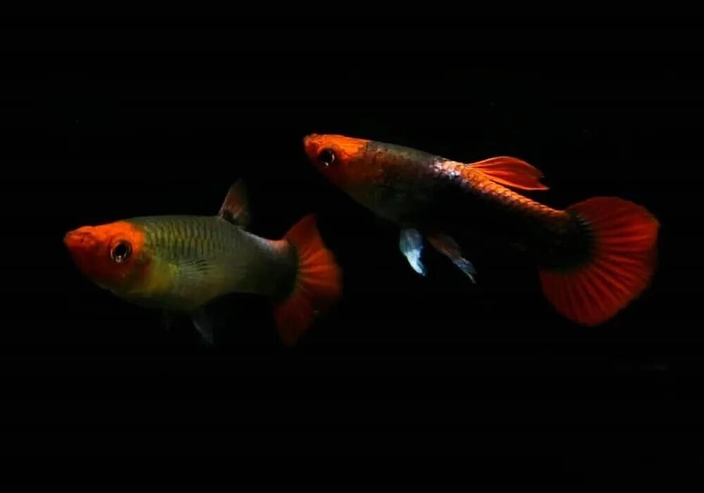 Гуппи кои. Гуппи кои альбино. Гуппи кои ред тукседо. Гуппи кои. Гуппи кои.