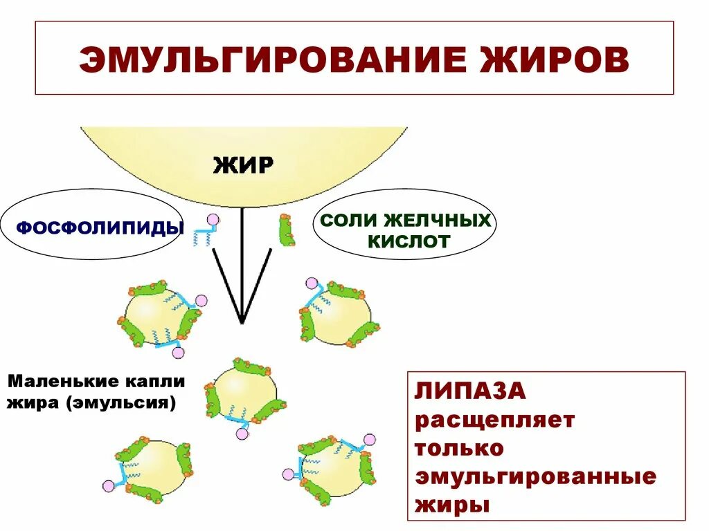 Эмульгирование жиров желчными кислотами. Схема эмульгирования капли жира желчными кислотами. Эмульгирование жиров схема. Схема эмульгирования липидов. Какой процесс происходит под действием желчи