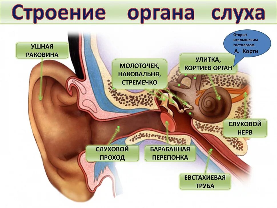 Строение слухового анализатора нервы. Слуховой анализатор евстахиева труба. Строение среднего уха слухового анализатора. Орган слуха анатомия уха строение. Барабанная перепонка и раковина