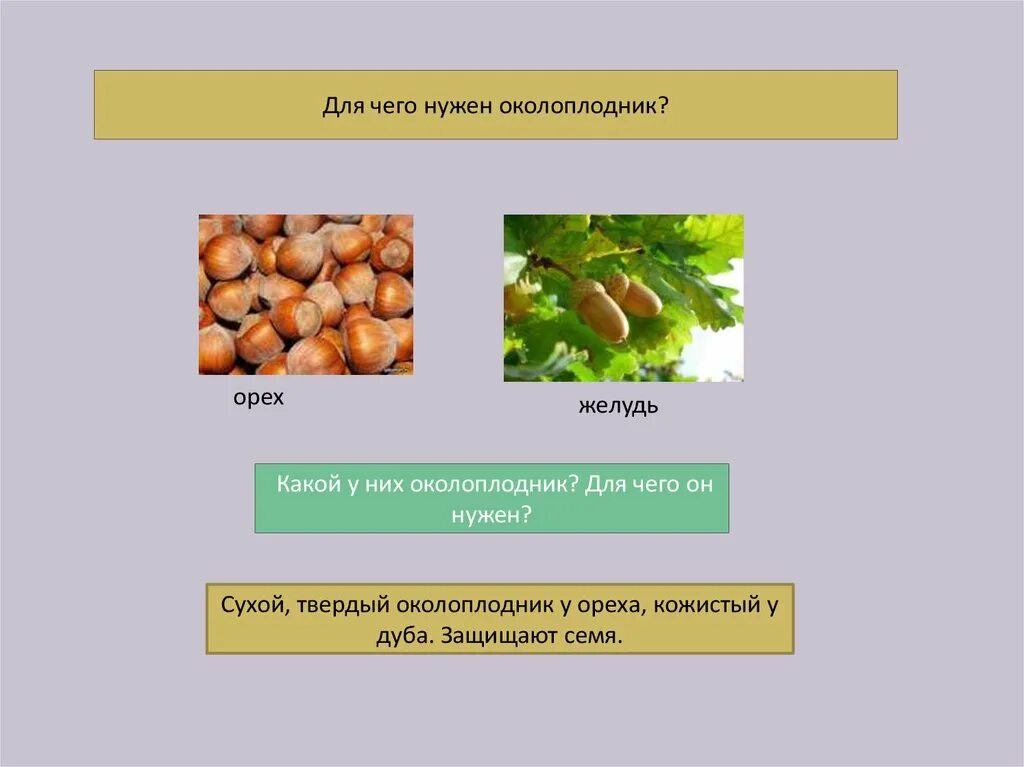 Орех приспособления для распространения. Орех способ распространения плодов. фундук приспособление для распространения. плод орех приспособления для распространения. приспособления для распространения желудя.