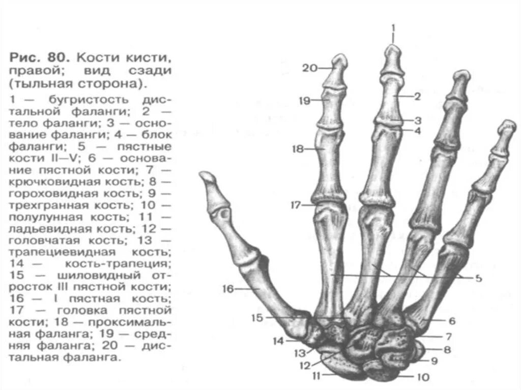 Кисть анатомия гороховидная кость. Кости пясти и запястья анатомия. Кости запястья кисти руки человека анатомия. Кости правой руки анатомия. Кости в запястье руки